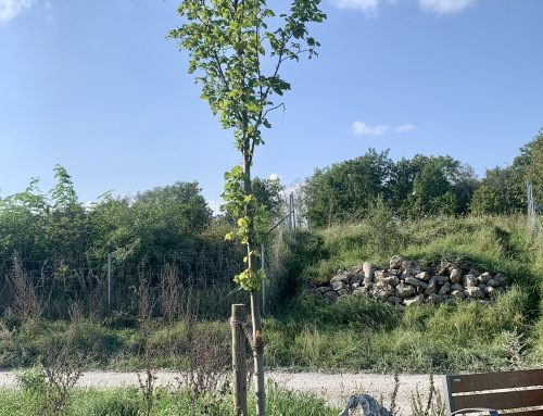 16.05.2026 – Führung zum Tree of memory – Feldolling