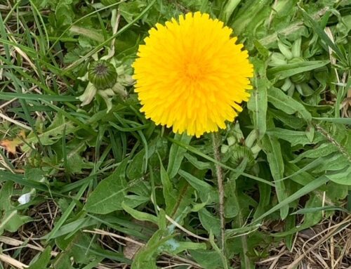 09.05.26 – Aibling Gemeinsam – Jeder ist herzlich Willkommen